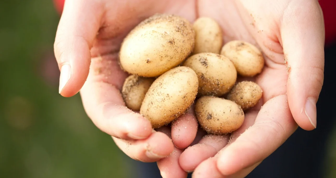 Grow potatoes to support the love of escorts