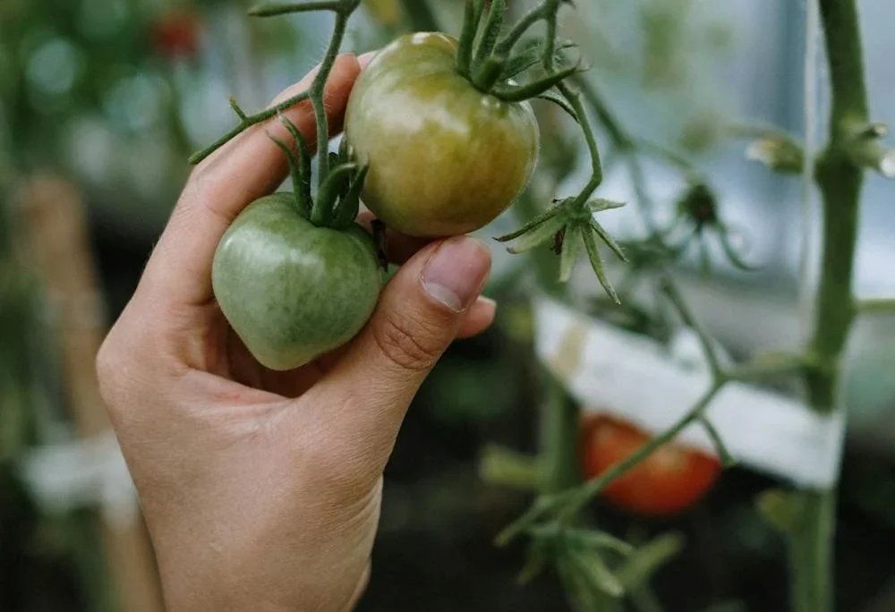 Tomato energy