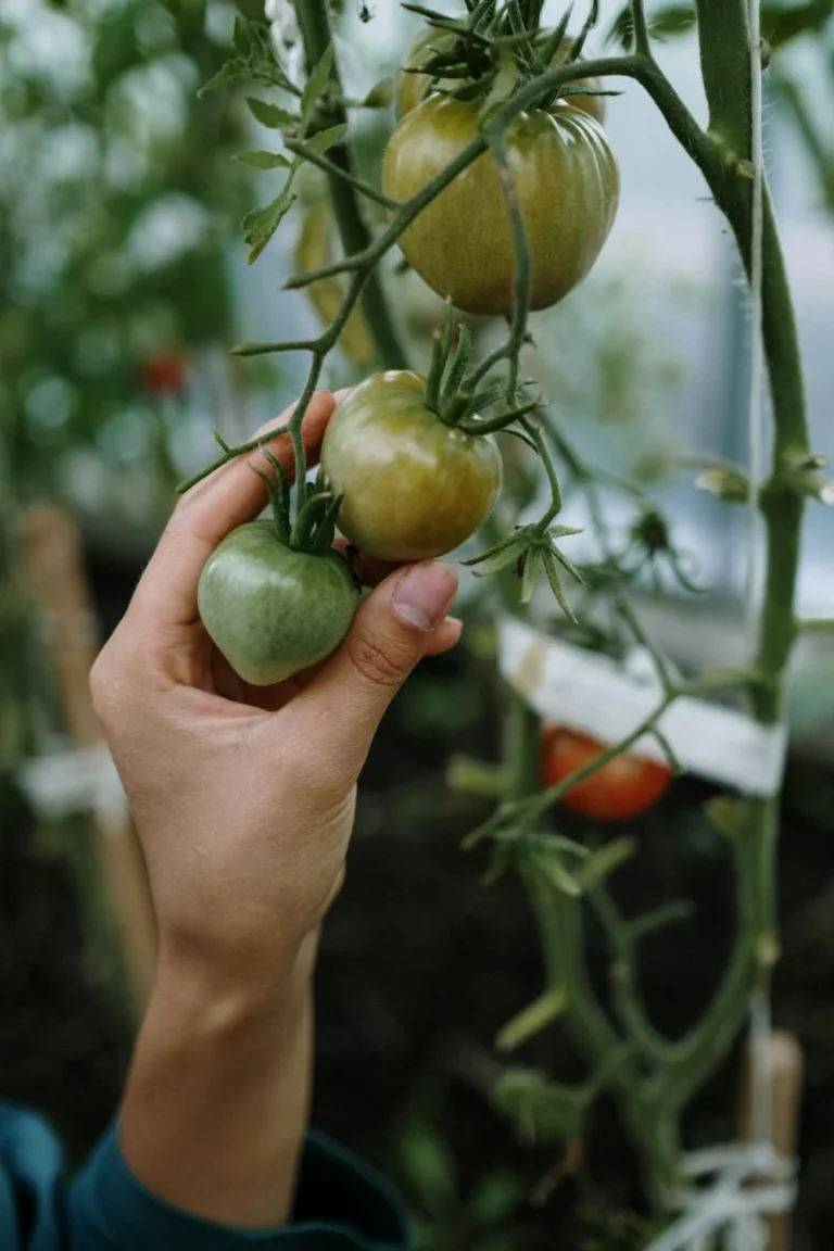 Tomato energy