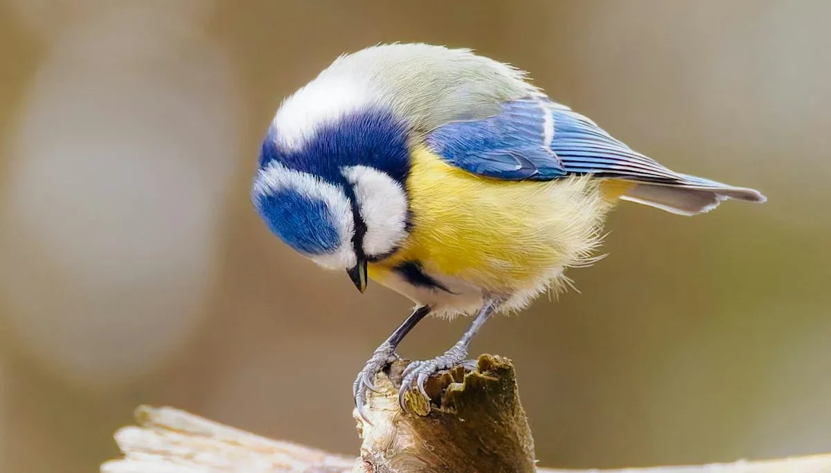 Small blue tits