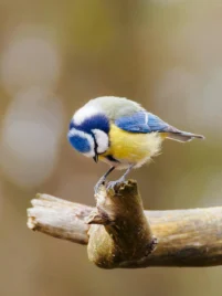 Small blue tits