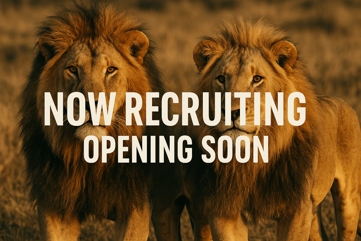 Join the Steve Lions Escorts Team: Where Charm Meets Support