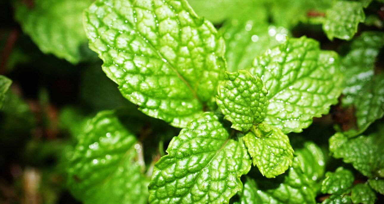 Receive the Body of Our Father — The Mint Leaf Baptism
