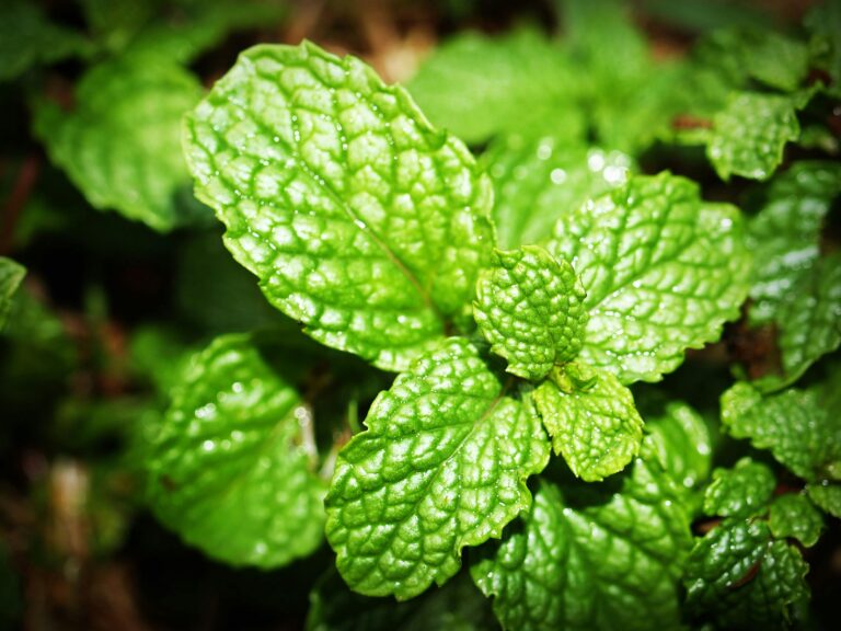 Receive the Body of Our Father — The Mint Leaf Baptism